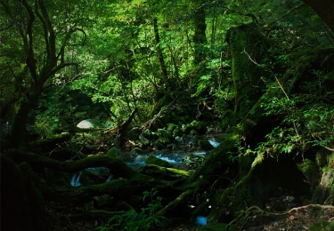 屋久島の森